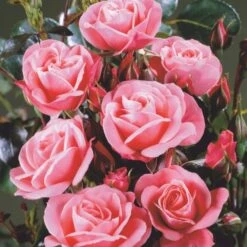 'Fredensborg'™ Rosa X 'Fredensborg'™ (Slotsrose) A-Kvalitet,- Barrods Roser Min. 3 Grene -Sirius Butik p283 51788 rosa x fredensborg slotsrose 37a0