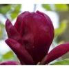Magnolia Magnolia 'Black Tulip' Potte 10 Liter,- 80-100 Cm.