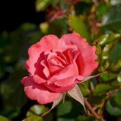 'Frederiksborg'™ Rosa X 'Frederiksborg'™ (Slotsrose) A-Kvalitet,- Barrods Roser Min. 3 Grene