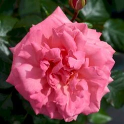 'Frederiksborg'™ Rosa X 'Frederiksborg'™ (Slotsrose) A-Kvalitet,- Barrods Roser Min. 3 Grene -Sirius Butik p284 51790 rosa x frederiksborg slotsrose 6012