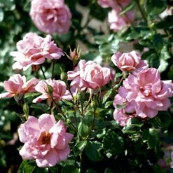 'Frederiksborg'™ Rosa X 'Frederiksborg'™ (Slotsrose) A-Kvalitet,- Barrods Roser Min. 3 Grene -Sirius Butik p284 51791 rosa x frederiksborg slotsrose 6e6a