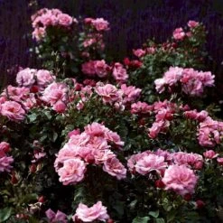 'Frederiksborg'™ Rosa X 'Frederiksborg'™ (Slotsrose) A-Kvalitet,- Barrods Roser Min. 3 Grene -Sirius Butik p284 51792 rosa x frederiksborg slotsrose e7b5