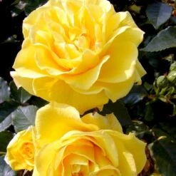 'Friesia'® Rosa X 'Friesia'® (Buketrose) A-Kvalitet,- Barrods Roser Min. 3 Grene -Sirius Butik p285 51487 rosa x friesia buketrose 8746