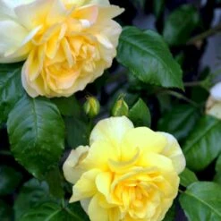 'Friesia'® Rosa X 'Friesia'® (Buketrose) A-Kvalitet,- Barrods Roser Min. 3 Grene -Sirius Butik p285 51488 rosa x friesia buketrose c660