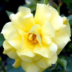'Friesia'® Rosa X 'Friesia'® (Buketrose) A-Kvalitet,- Barrods Roser Min. 3 Grene -Sirius Butik p285 51489 rosa x friesia buketrose 0d42