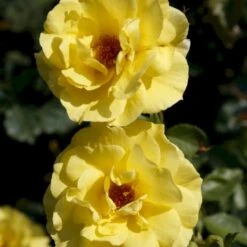 'Friesia'® Rosa X 'Friesia'® (Buketrose) A-Kvalitet,- Barrods Roser Min. 3 Grene -Sirius Butik p285 53569 rosa x friesia buketrose 8d1b