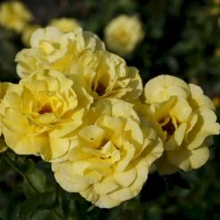 'Friesia'® Rosa X 'Friesia'® (Buketrose) A-Kvalitet,- Barrods Roser Min. 3 Grene -Sirius Butik p285 53570 rosa x friesia buketrose c58c