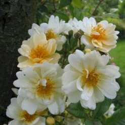 'Hybrida' Rosa Helenae 'Hybrida' (Slyngrose) A-Kvalitet,- Barrods Roser Min. 3 Grene -Sirius Butik p28612 53418 rosa helenae hybrida slyngrose 16d6