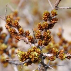 Havtorn 'Leikora' Hippophae Rhamnoides 'Leikora' (Hunplante) Potte 2,0 Liter,- Opbundet -Sirius Butik p28687 48710 hippophae rhamnoides leikora hunplante e438