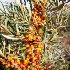 Havtorn 'Leikora' Hippophae Rhamnoides 'Leikora' (Hunplante) Potte 2,0 Liter,- Opbundet -Sirius Butik p28687 50597 hippophae rhamnoides leikora hunplante e732