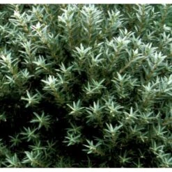 Havtorn (ej Kønssorterede) Hippophae Rhamnoides (ej Kønssorterede) Potte 7,5 Liter 80-100 Cm. -Sirius Butik p28690 41270 hippophae rhamnoides ej koensselekteret 3e10