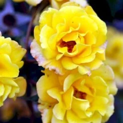 'Goldmarie 82'® Rosa X 'Goldmarie 82'® (Buketrose) A-Kvalitet,- Barrods Roser Min. 3 Grene -Sirius Butik p288 51513 rosa x goldmarie 82 buketrose c450