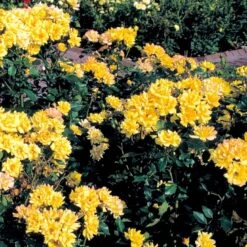 'Goldmarie 82'® Rosa X 'Goldmarie 82'® (Buketrose) A-Kvalitet,- Barrods Roser Min. 3 Grene -Sirius Butik p288 51514 rosa x goldmarie 82 buketrose a3f4