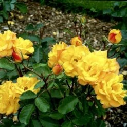 'Goldmarie 82'® Rosa X 'Goldmarie 82'® (Buketrose) A-Kvalitet,- Barrods Roser Min. 3 Grene -Sirius Butik p288 51515 rosa x goldmarie 82 buketrose 0da9