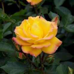 'Goldmarie 82'® Rosa X 'Goldmarie 82'® (Buketrose) A-Kvalitet,- Barrods Roser Min. 3 Grene -Sirius Butik p288 53576 rosa x goldmarie 82 buketrose 08ff