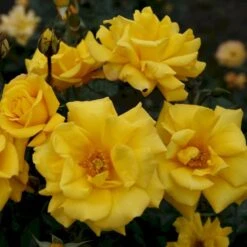 'Goldmarie 82'® Rosa X 'Goldmarie 82'® (Buketrose) A-Kvalitet,- Barrods Roser Min. 3 Grene -Sirius Butik p288 53578 rosa x goldmarie 82 buketrose e5fb