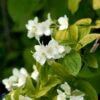 Uægte Jasmin 'Aureus' Philadelphus Coronarius 'Aureus' 5 Liter Potte