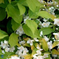 Uægte Jasmin 'Aureus' Philadelphus Coronarius 'Aureus' 5 Liter Potte -Sirius Butik p28986 47480 philadelphus coronarius aureus 782e