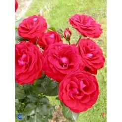 'Grand Palace' Rosa X 'Grand Palace' (Palacerose) 3,0 Liter Potte -Sirius Butik p289 252 rosa x grand palace 9f87