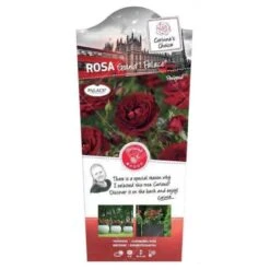 'Grand Palace' Rosa X 'Grand Palace' (Palacerose) 3,0 Liter Potte