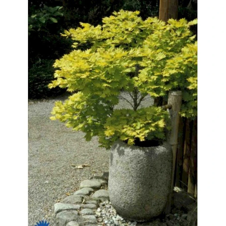 Viftebladet Løn Acer Shirasawanum 'Aureum' Potte 4,0 Liter,- 30-40 Cm. 1 Viftebladet Løn Acer Shirasawanum 'Aureum' Potte 4,0 Liter,- 30-40 Cm.