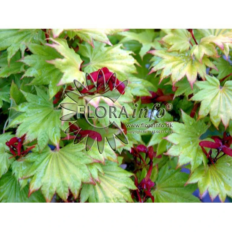 Viftebladet Løn Acer Shirasawanum 'Aureum' Potte 4,0 Liter,- 30-40 Cm. 3 Viftebladet Løn Acer Shirasawanum 'Aureum' Potte 4,0 Liter,- 30-40 Cm. - Billede 3