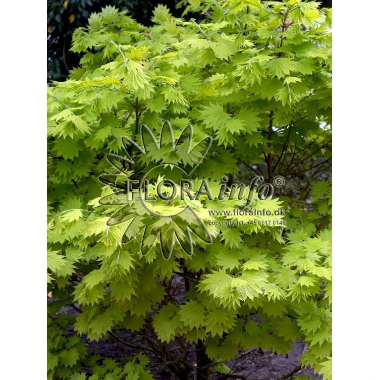 Viftebladet Løn Acer Shirasawanum 'Aureum' Potte 4,0 Liter,- 30-40 Cm. 4 Viftebladet Løn Acer Shirasawanum 'Aureum' Potte 4,0 Liter,- 30-40 Cm. - Billede 4