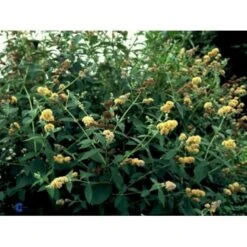 Sommerfuglebusk 'Sungold' Buddleja X Weyeriana 'Sungold' 3,0 Liter Potte -Sirius Butik p2903 2250 buddleia weyeriana sungold 08d2