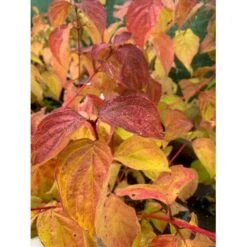 Kornel 'Midwinter Fire' Cornus Alba 'Midwinter Fire' Potte 10 Liter 50-60 Cm. -Sirius Butik p2908 36599 cornus alba midwinter fire f51e