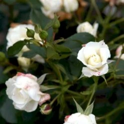 'Gråsten'™ Rosa X 'Gråsten'™ (Slotsrose) A-Kvalitet,- Barrods Roser Min. 3 Grene -Sirius Butik p290 51799 rosa x graasten slotsrose d784