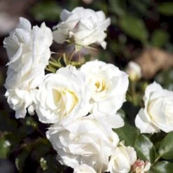 'Gråsten'™ Rosa X 'Gråsten'™ (Slotsrose) A-Kvalitet,- Barrods Roser Min. 3 Grene -Sirius Butik p290 51800 rosa x graasten slotsrose eabe