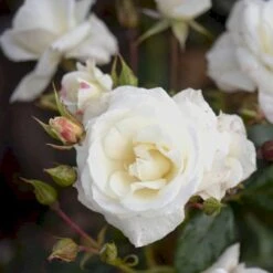 'Gråsten'™ Rosa X 'Gråsten'™ (Slotsrose) A-Kvalitet,- Barrods Roser Min. 3 Grene -Sirius Butik p290 51801 rosa x graasten slotsrose 9493