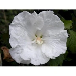 Syrisk Rose 'Diana' Hibiscus Syriacus 'Diana' Potte 4,0 Liter,- 50-60 Cm. -Sirius Butik p2919 2262 hibiscus syriacus diana 60da