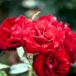 'H.C. Andersen'™ Rosa X 'H.C. Andersen'™ (Buketrose) A-Kvalitet,- Barrods Roser Min. 3 Grene -Sirius Butik p291 51525 rosa x h c andersen buketrose 9523