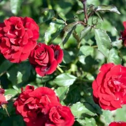 'H.C. Andersen'™ Rosa X 'H.C. Andersen'™ (Buketrose) A-Kvalitet,- Barrods Roser Min. 3 Grene -Sirius Butik p291 51526 rosa x h c andersen buketrose d86a