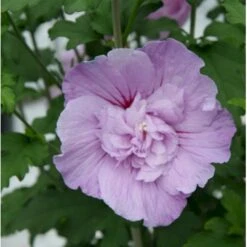 Syrisk Rose 'Lavender Chiffon' (R) Hibiscus Syriacus 'Lavender Chiffon' (r) 5 Liter Potte