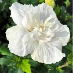 Syrisk Rose 'White Chiffon' (R) Hibiscus Syriacus 'White Chiffon' (r) Potte 6,6 Liter, - 70-80 Cm. -Sirius Butik p2926 36150 hibiscus syriacus white chiffon r 0386