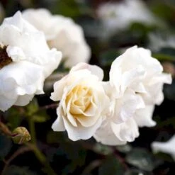 'Hampton™ Palace®' Rosa X 'Hampton™ Palace®' (Palacerose) A-Kvalitet,- Barrods Roser Min. 3 Grene -Sirius Butik p292 51897 rosa x hampton palace palacerose 7daf