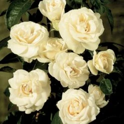 'Hampton™ Palace®' Rosa X 'Hampton™ Palace®' (Palacerose) A-Kvalitet,- Barrods Roser Min. 3 Grene -Sirius Butik p292 51898 rosa x hampton palace palacerose 7611