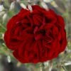 'Imperial™ Palace'® Rosa X 'Imperial™ Palace'® (Palacerose) A-Kvalitet,- Barrods Roser Min. 3 Grene