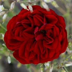 'Imperial™ Palace'® Rosa X 'Imperial™ Palace'® (Palacerose) A-Kvalitet,- Barrods Roser Min. 3 Grene