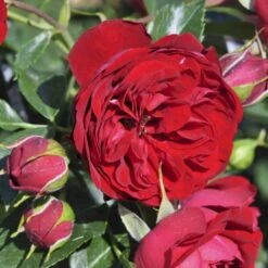 'Imperial™ Palace'® Rosa X 'Imperial™ Palace'® (Palacerose) A-Kvalitet,- Barrods Roser Min. 3 Grene -Sirius Butik p293 51901 rosa x imperial palace palacerose 557b