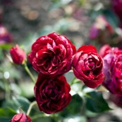 'Imperial™ Palace'® Rosa X 'Imperial™ Palace'® (Palacerose) A-Kvalitet,- Barrods Roser Min. 3 Grene -Sirius Butik p293 51902 rosa x imperial palace palacerose 65ca