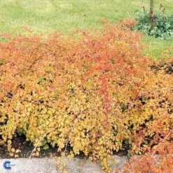 Kranstop 'Crispa' Stephanandra Incisa 'Crispa' 3,5 Liter Potte -Sirius Butik p2943 47518 stephanandra incisa crispa deea