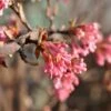 Kejserbusk 'Charles Lamont' Viburnum X Bodnantense 'Charles Lamont' 5 Liter Potte