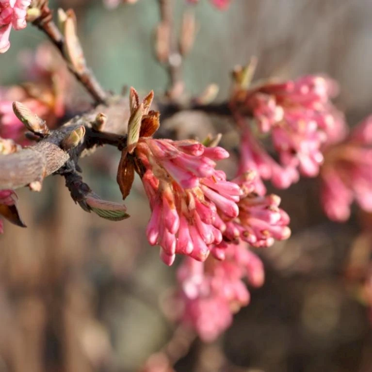 Kejserbusk 'Charles Lamont' Viburnum X Bodnantense 'Charles Lamont' 5 Liter Potte 1 Kejserbusk 'Charles Lamont' Viburnum X Bodnantense 'Charles Lamont' 5 Liter Potte