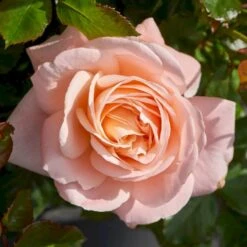 'Kalmar'™ Rosa X 'Kalmar'™ (Slotsrose) A-Kvalitet,- Barrods Roser Min. 3 Grene -Sirius Butik p296 51807 rosa x kalmar slotsrose 82c5