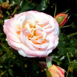 'Kalmar'™ Rosa X 'Kalmar'™ (Slotsrose) A-Kvalitet,- Barrods Roser Min. 3 Grene -Sirius Butik p296 51809 rosa x kalmar slotsrose ca66