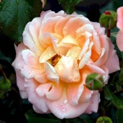 'Kalmar'™ Rosa X 'Kalmar'™ (Slotsrose) A-Kvalitet,- Barrods Roser Min. 3 Grene -Sirius Butik p296 51810 rosa x kalmar slotsrose 049d