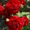 'Kronborg'™ Rosa X 'Kronborg'™ (Slotsrose) A-Kvalitet,- Barrods Roser Min. 3 Grene